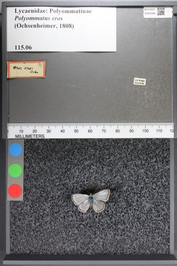 Media type: image;   Entomology 55345